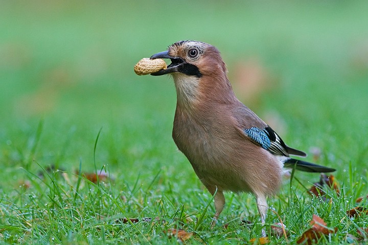 Eichelhher Garrulus glandarius Eurasian Jay